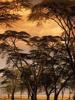 Fever-Trees-at-Sunset -Africa