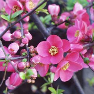 La Primavera