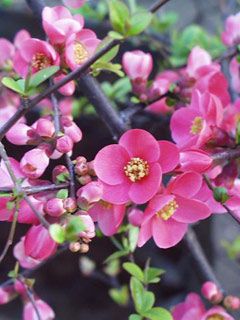 La Primavera