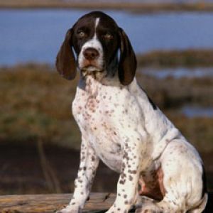 Brown and White Pointer Puppy