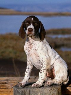 Brown and White Pointer Puppy