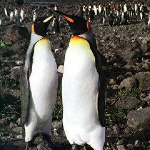 King-Penguins
