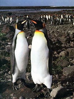 King-Penguins