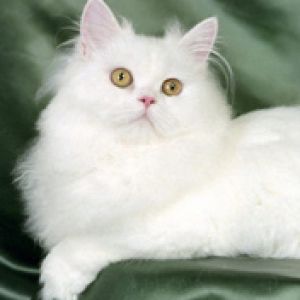 Blanche White Persian