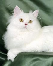 Blanche White Persian