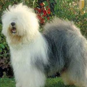 bobtail