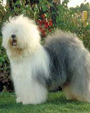bobtail