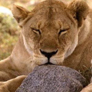 African Lion Serengeti Africa