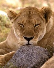 African Lion Serengeti Africa