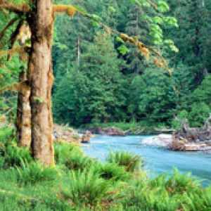 Big-Leaf-Maple-Trees-along-the-Quinault-River Quin