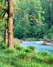 Big-Leaf-Maple-Trees-along-the-Quinault-River Quin