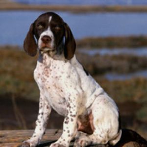 Brown and White Pointer Puppy