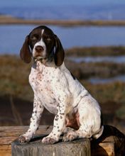 Brown and White Pointer Puppy