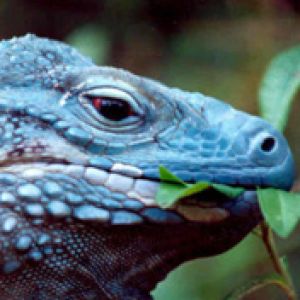 cayman-blue-iguana