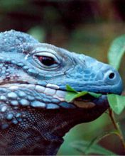 cayman-blue-iguana