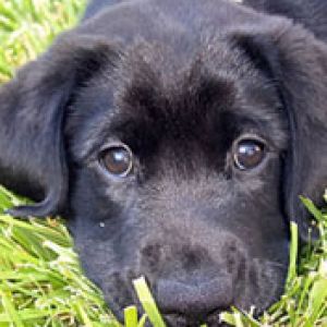 black-lab-puppy 