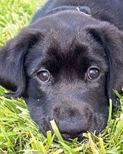 black-lab-puppy 