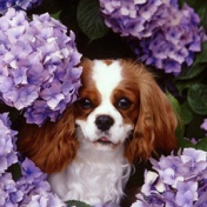 Cavalier King Charles Spaniel