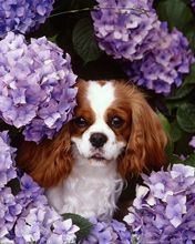 Cavalier King Charles Spaniel
