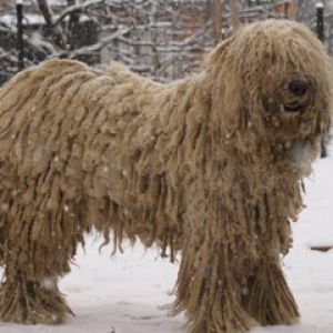 komondor