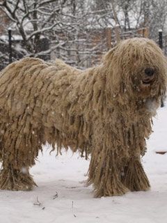 komondor