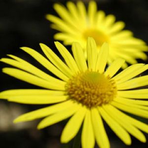 Yellow Flower