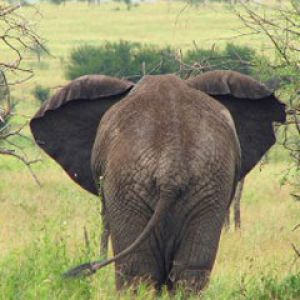 elephant serengeti 