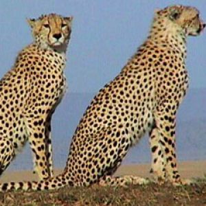 Serengeti Cheetah Pair 