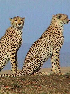 Serengeti Cheetah Pair 