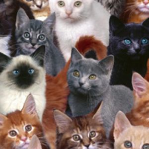 Collection of Kittens