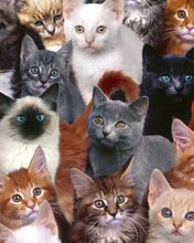 Collection of Kittens