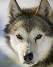 Husky