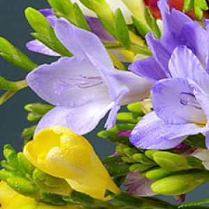 Freesia x hybrida