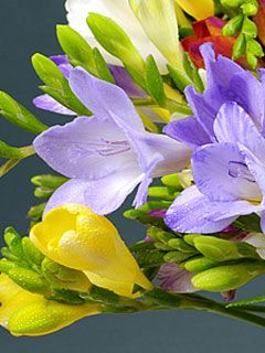 Freesia x hybrida