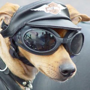 Dog picture biker