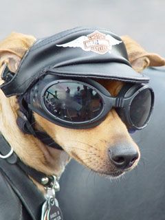 Dog picture biker
