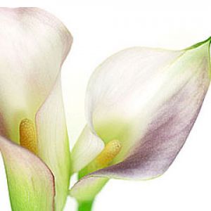 Zantedeschia aethiopica