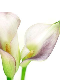 Zantedeschia aethiopica