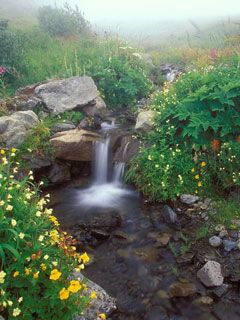 Flowing out of the Mist - Olympic National Park