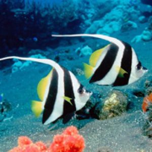 Long Fin Bannerfish - Indonesia