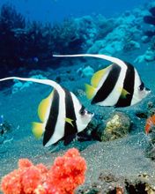 Long Fin Bannerfish - Indonesia
