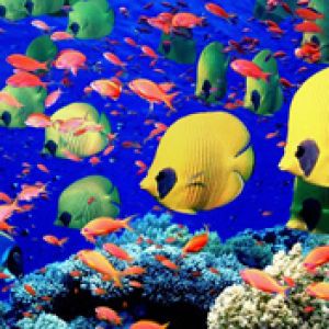 Life Below the Red Sea - Egypt