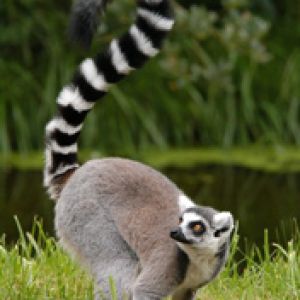 Madagaskar