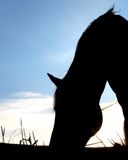 horse