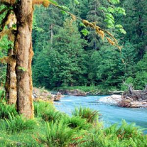 Big Leaf Maple Trees along the Quinault River Quin