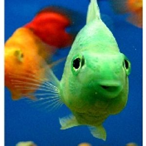 happy fish