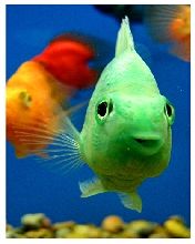 happy fish