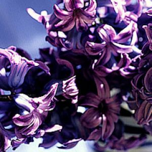 Hyacinthus orientalis