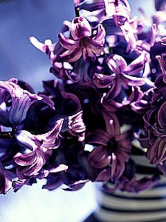 Hyacinthus orientalis