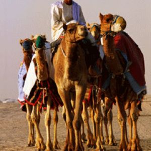 Race Camels Walk to Kuwait